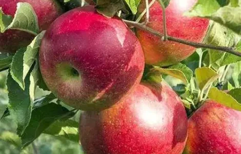 Яблоки сорта Priam (Пріам) на переработку