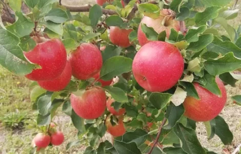 Яблоки разных сортов для сока, мед и саженцы