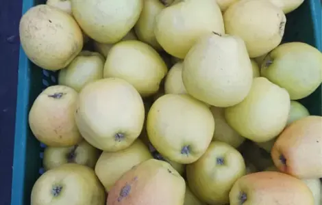 Продам домашні яблука Голден на сік