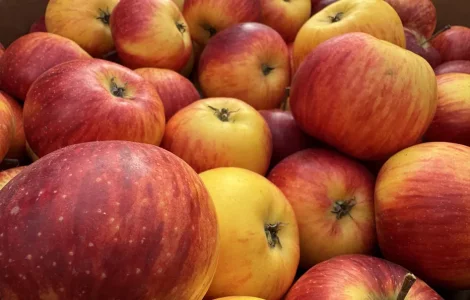 Яблоки разных сортов на сок — Богема, Голден, Скифское золото