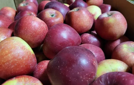 Яблоки оптом и мелким оптом, осенние и зимние для сока