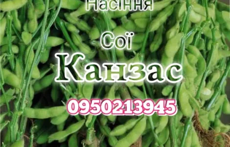 Семена сои под раундап