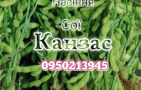 Насіння сої під раундап