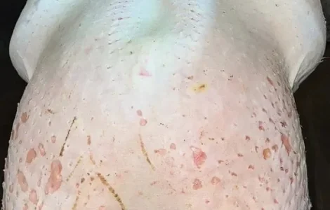 Тушка індика, козлика, індокачки, півня.