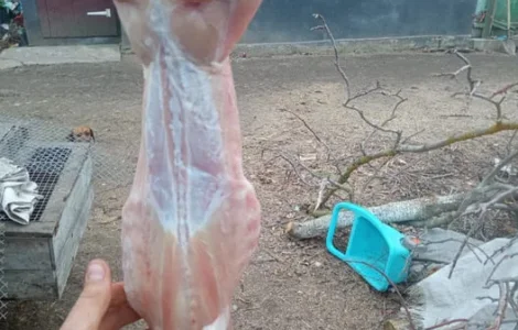 Продам тушки кролика також живі