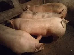 Свини живым весом