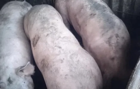 Свиньи живым весом, крупные, мясные породы