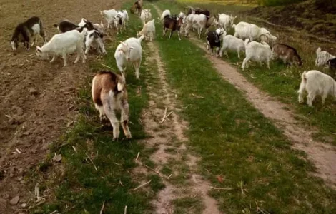 Продаж домашніх кіз жива вага