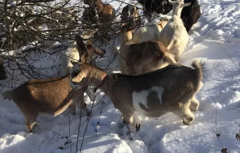 Кози та козли живою вагою