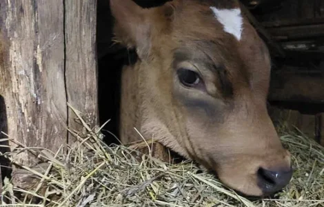 Продам ВРХ з господарства живою вагою