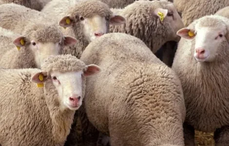 Баранина живою вагою, тушкою, віівці