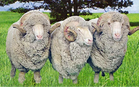 Баранина, вівці, жива вага