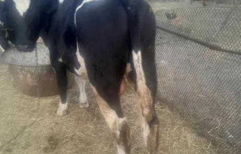 Бичок продам живою вагою 120 гр.кг.