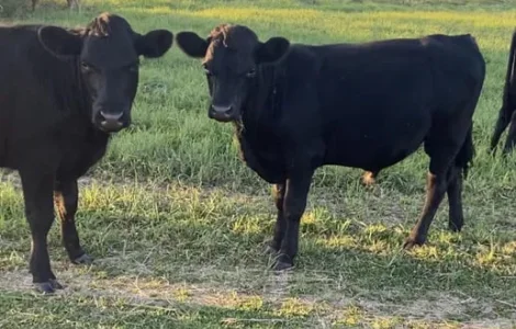 Продам бички мʼясної породи жива вага