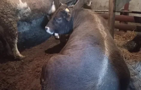 Продам бичків жива вага