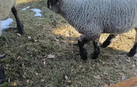 Продам вівці породи Суффолк жива вага