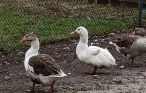 Продам гусей молоді жива вага