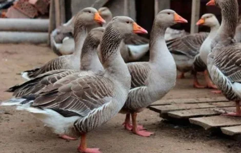 Гуси живою вагою