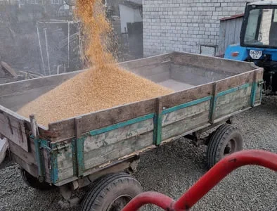 Кукурудза суха та чиста кормова