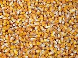 Продам кормову кукурудзу