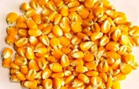 Кукурудза в мішках кормова