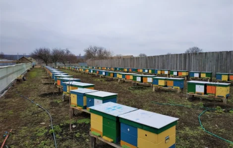 Пропонуються бджолопакети 3+1 та 4 рамки