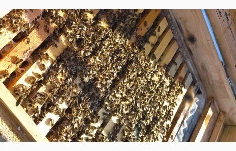 Бджолопакети на продаж