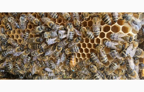 Пропонуємо бджолопакети на 4 рамки