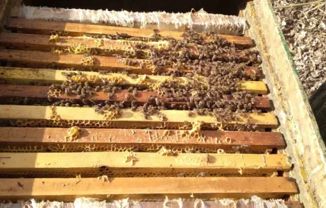 Продаются бджолопакеты