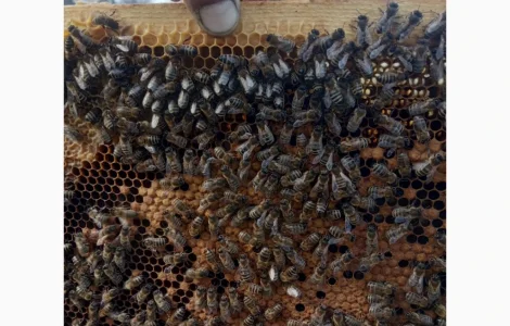 Куплю бджолопакети на конец апреля - начало мая по цене от 1000 до 1300 грн