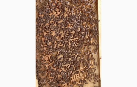 Продаються бджолопакети в Любашівці, Одеська область