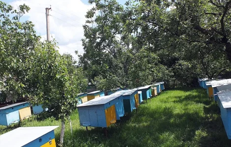 Продаються бджолопакети з 4 рамками розплоду