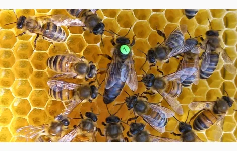 Бджолопакети на продажу