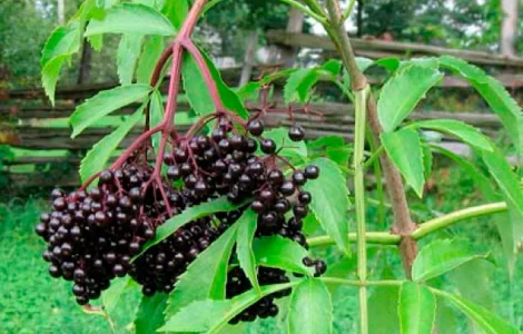 Продам бузину