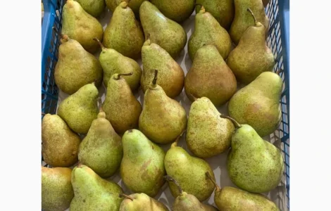 Продается груша сорта Рикс