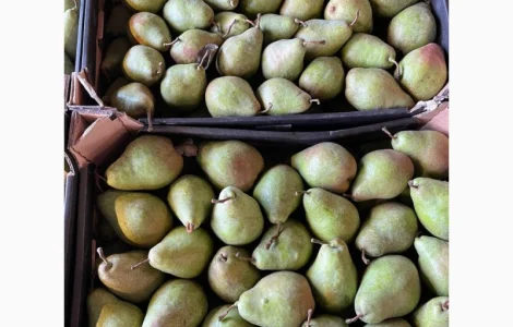 Продажа груш оптом от 1 до 10 тонн