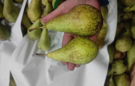 Продается груша сорта Конференция