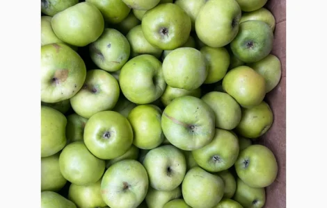 Продается яблоки сорта Симиренка