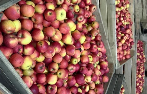 Продаються яблука Чемпіон відмінної якості