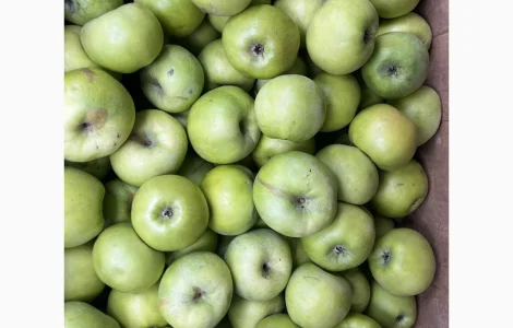 Продаются сортовые яблоки