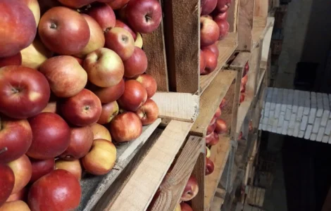 Яблука Айдаред - великі та красиві