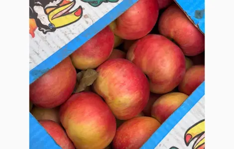 Продам яблука різних сортів