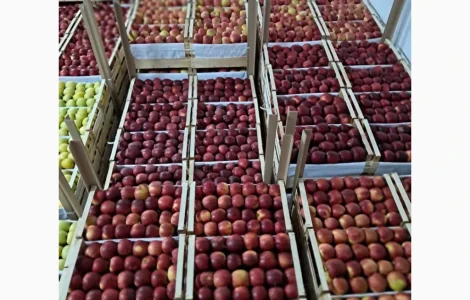 Продаются яблоки разных сортов