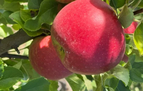 Продаются яблоки сорта Голден Делішес и Чемпіон Рено