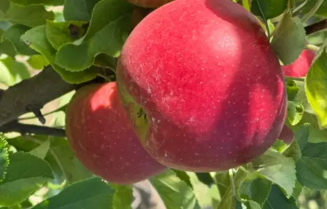 Продаются яблоки сорта Голден Делишес и другие