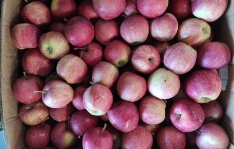 Продаються яблука різних сортів