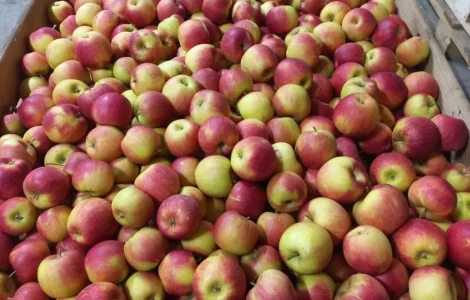 Продаються яблука Чемпіон з холодильника