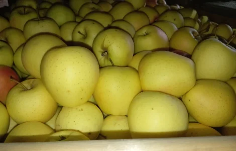 Пропонуються яблука сорту Голден Чемпіон, Джоноголд, Лігольд