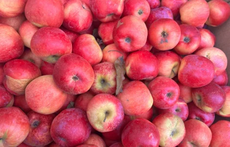 Продаются яблоки сорта Флоріна, Гренні Сміт, АЙДАРЕД в Тернополе