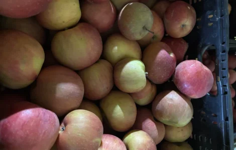 Пропонуються яблука сорту Фуджі